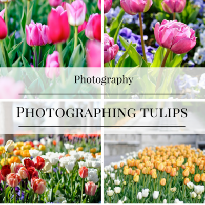 Flower Photography: 5 Tips for Photographing Tulips