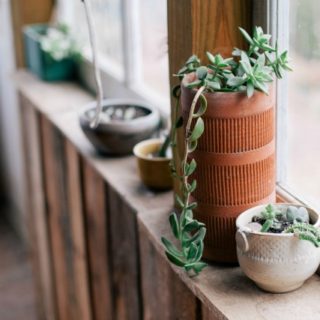 Caring for an Indoor Succulent