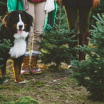 How to Make the Holidays Special for Dogs