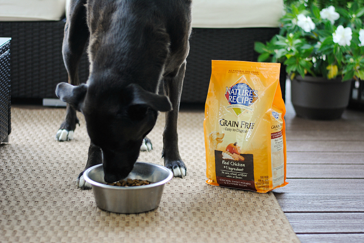 How to Switch Dog Food to a New Brand