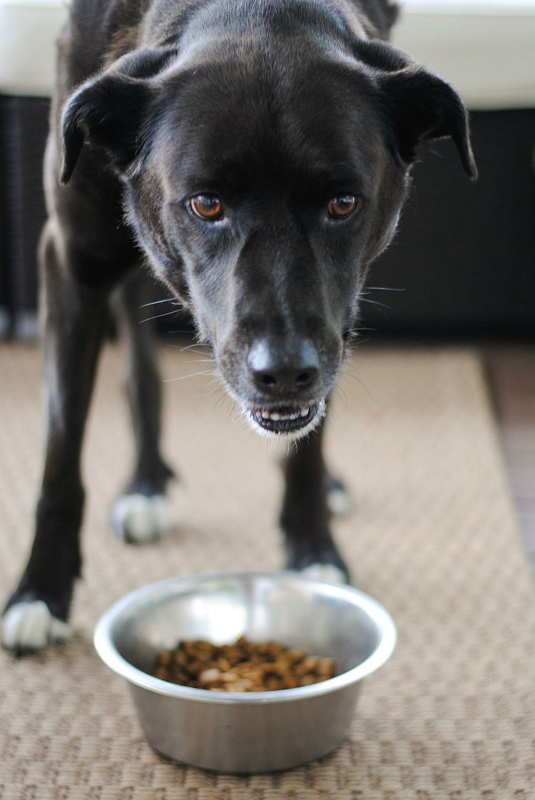 How to Switch Dog Food to a New Brand
